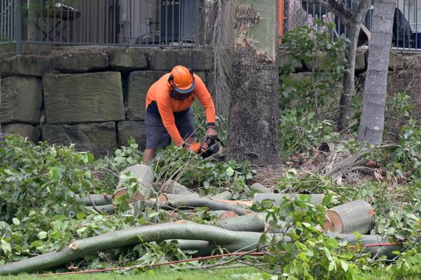  West Athens, CA Tree Services Pros